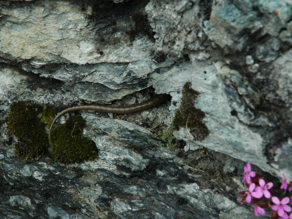 Coronella austriaca